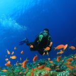 PADI Scuba Diver Course Featured Image