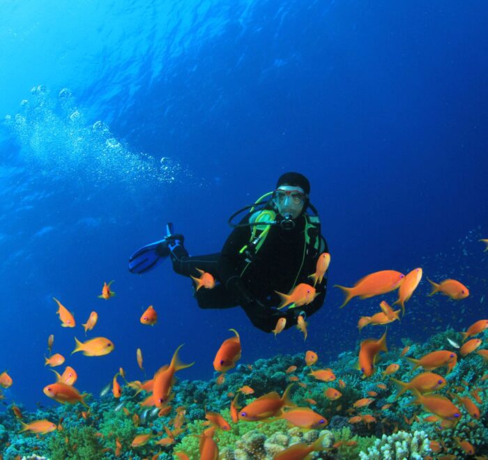 PADI Scuba Diver Course Featured Image
